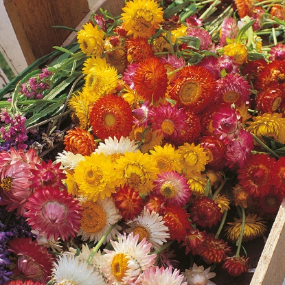 Picture of Helichrysum monstrosum - Crown Mixed
